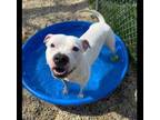 Adopt Gilmore a Pit Bull Terrier