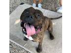 Adopt Gimli a Pit Bull Terrier