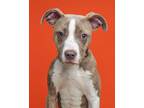 Adopt Pizza a Pit Bull Terrier, Mixed Breed