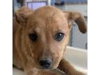 Adopt Aang a Mixed Breed