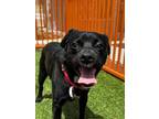 Adopt JETHRO a Labrador Retriever