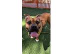 Adopt KETCHUP a Pit Bull Terrier