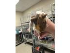 Adopt RUSTY a Guinea Pig