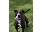 Adopt SMOKEY a Pit Bull Terrier