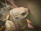 Adopt POPTART a Turtle