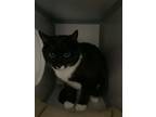 Adopt Kit a Domestic Short Hair