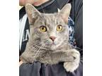 Adopt GREGORY a Domestic Short Hair