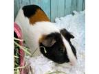 Adopt Douglas a Guinea Pig