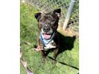 Adopt Tiger King a Pit Bull Terrier, Mixed Breed