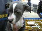 Adopt ETHAN a Pit Bull Terrier