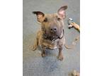 Adopt CAPTAIN a Bull Terrier, Mixed Breed