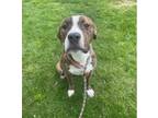 Adopt BOSTATER a Pit Bull Terrier