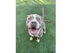 Adopt Block a American Staffordshire Terrier, Mixed Breed