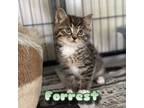 Adopt Forrest a Domestic Medium Hair