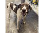 Adopt scooby a English Pointer
