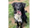 Adopt Sonic a Border Collie, Mixed Breed