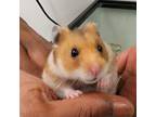 Adopt Mr Dewdrop a Hamster