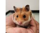 Adopt Mr Poppy a Hamster