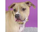Adopt Odin a Mixed Breed
