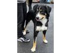 Adopt Randy a Bernese Mountain Dog, Mixed Breed