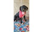 Adopt Paxton a Labrador Retriever, Terrier