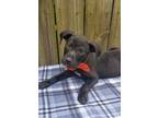 Adopt Palmer a Labrador Retriever, Terrier