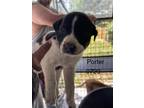 Adopt Porter a Labrador Retriever, Terrier