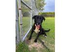 Adopt Chubs a Labrador Retriever