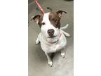 Adopt JJ a Pit Bull Terrier, Mixed Breed
