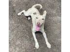 Adopt Icee a Greyhound, Mixed Breed