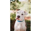 Adopt 72759a Buckles a American Staffordshire Terrier, Mixed Breed