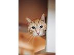 Adopt 72648A Colby Jack-Pounce Cat Cafe a Domestic Short Hair