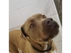 Adopt George a American Staffordshire Terrier, Pit Bull Terrier