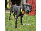 Adopt Nomad a Mixed Breed