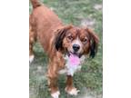Adopt HENRY a Brittany Spaniel, Mixed Breed