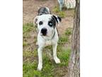 Adopt FRED a Catahoula Leopard Dog, Mixed Breed