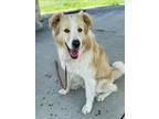 Adopt TUTTER a Great Pyrenees, Mixed Breed