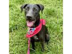 Adopt Creed a Labrador Retriever