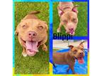 Adopt BLIPPI a Pit Bull Terrier