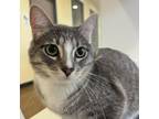 Adopt Nimbus a Domestic Short Hair