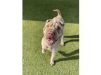 Adopt Taffy a Shar-Pei, Mixed Breed