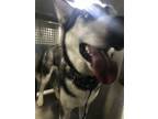 Adopt Alonso a Husky, Mixed Breed