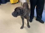 Adopt Bam Bam a Cane Corso, Mixed Breed