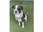 Adopt 55796888 a Mastiff, American Staffordshire Terrier