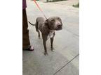 Adopt 55796411 a Pit Bull Terrier, Mixed Breed