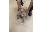 Adopt Ray Ray a Pit Bull Terrier, Mixed Breed