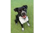 Adopt Bobby a Pit Bull Terrier, Mixed Breed