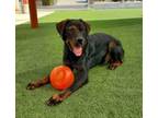 Adopt Bryant a Rottweiler, Mixed Breed