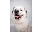 Adopt Orion a Great Pyrenees, Mixed Breed