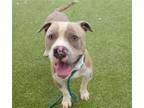 Adopt NEAT-O a Pit Bull Terrier, Mixed Breed